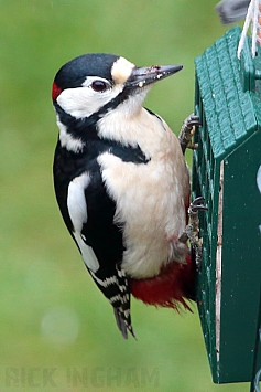 Great Spotted Woodpecker | Male
