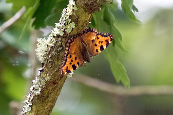 Large Tortoiseshell