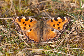 Large Tortoiseshell