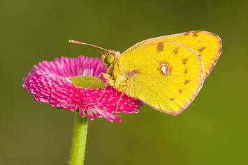 Butterflies and Moths