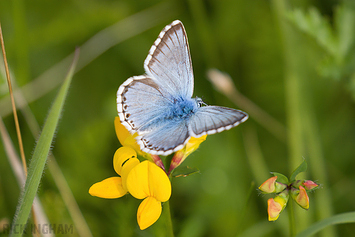 Chalkhill Blue Butterfly | Male
