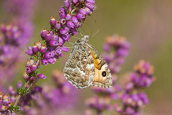 Grayling