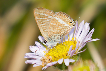 Long Tailed Blue