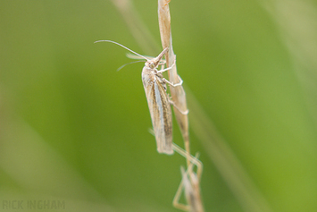 Crambus Pascuella Grass Moth