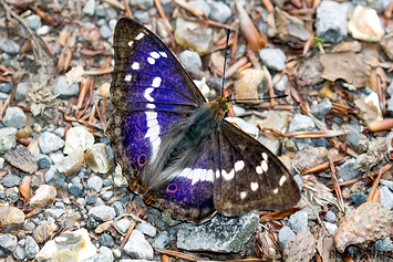 Purple Emperor