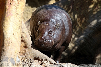 Western Pygmy Hippopotamus