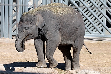 Asian Elephant (Juvenile)