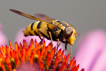 Insects