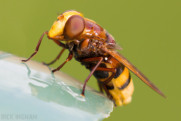 Hornet Mimic Hoverfly