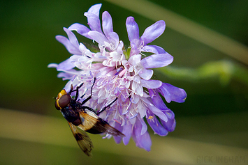 Hoverfly