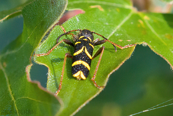 Wasp Beetle