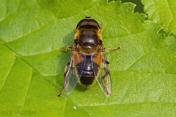 Tapered Drone Fly