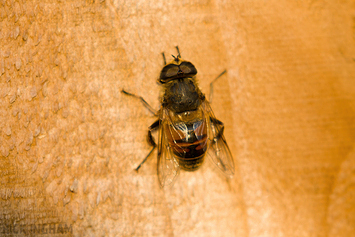 Hornet Mimic Hoverfly
