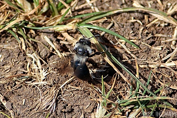 Grey Mining Bee