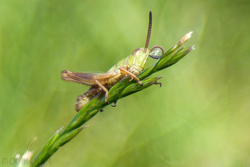 Grasshopper