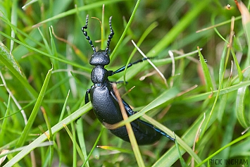 Beetle