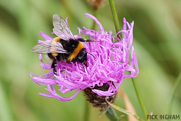 White-tailed Bumblebee