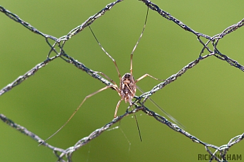 Harvestman Spider