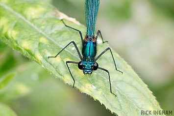 Blue Damselfly