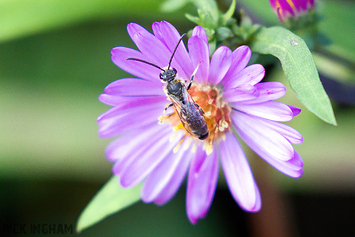 Small Scissor Bee