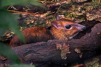 Philippine Mouse Deer