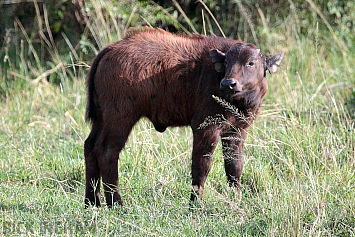 African Buffalo | Juvenile