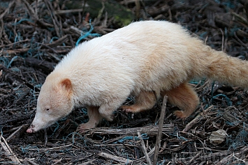 Albino Coati