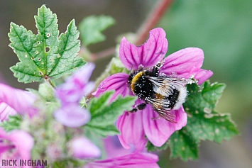 White-tailed Bumblebee