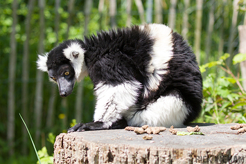 White-Belted Ruffed Lemur
