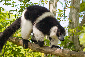 White-Belted Ruffed Lemur