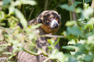 Mongoose Lemur