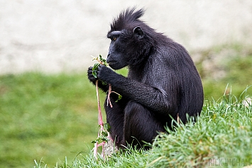 Sulawesi Black Crested Macaque
