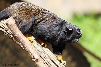 Red Footed Tamarin