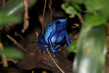 Dyeing Blue Arrow Poison Frog