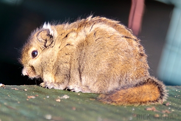 Tamiops Squirrel