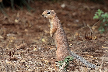 Unstriped Ground Squirrel