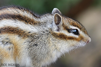 Siberian Chipmunk
