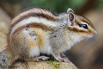 Siberian Chipmunk