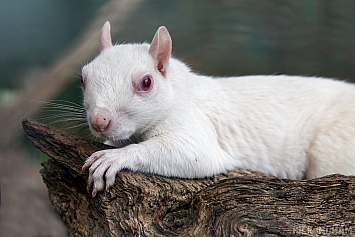 Albino Grey Squirrel