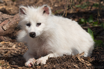Leucistic Raccoon Dog