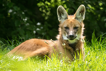Maned Wolf