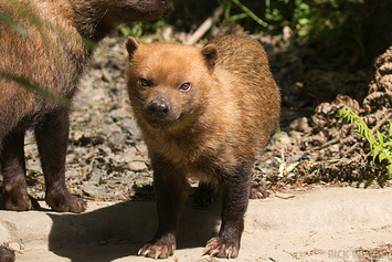 Bush Dog