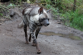 Striped Hyena