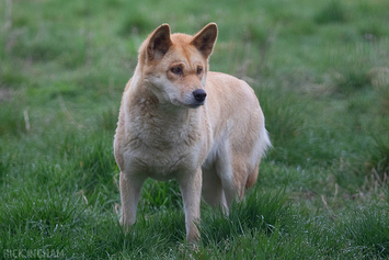 Dingo
