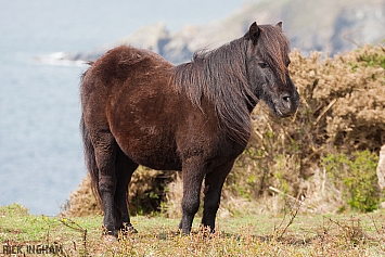 Wild Horse in Cornwall