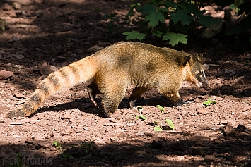 Coati