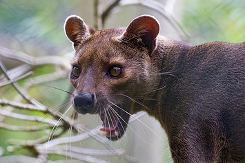 Fossa