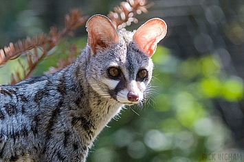 Genet