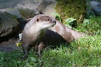 Asian small-clawed Otter