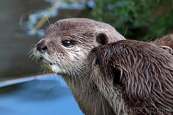 Asian Short-Clawed Otter